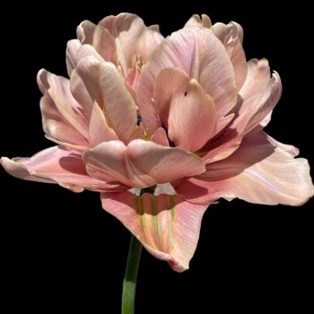 Tulip La belle epoque