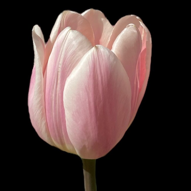 lys rosa tulipan