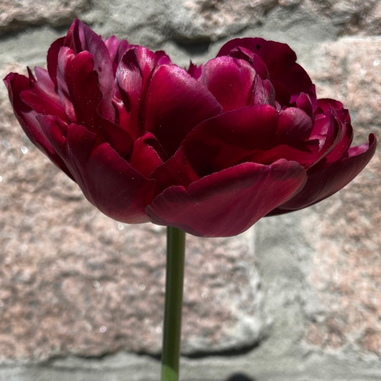Burgunder färgad tulipan