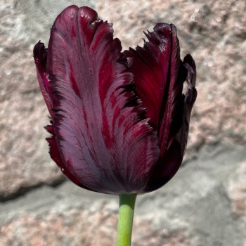 sort papgøy tulipan