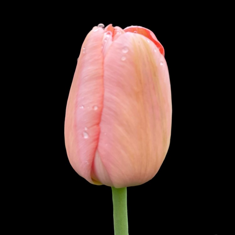 lysrosa tulipan