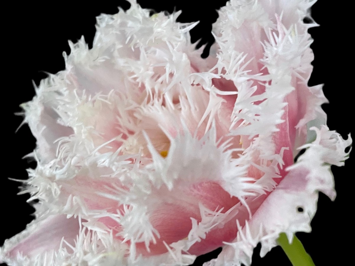 rosa frynsete kant
