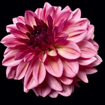 Dahlia BAcardi
