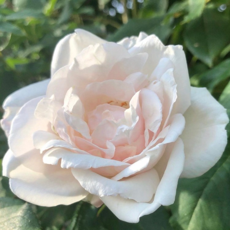 Rose MMe Alfred Carriere