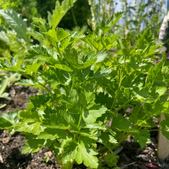 dyrke flatbladet persille