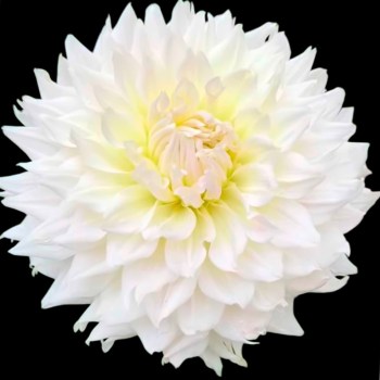 Dahlia 'KA's cloud'