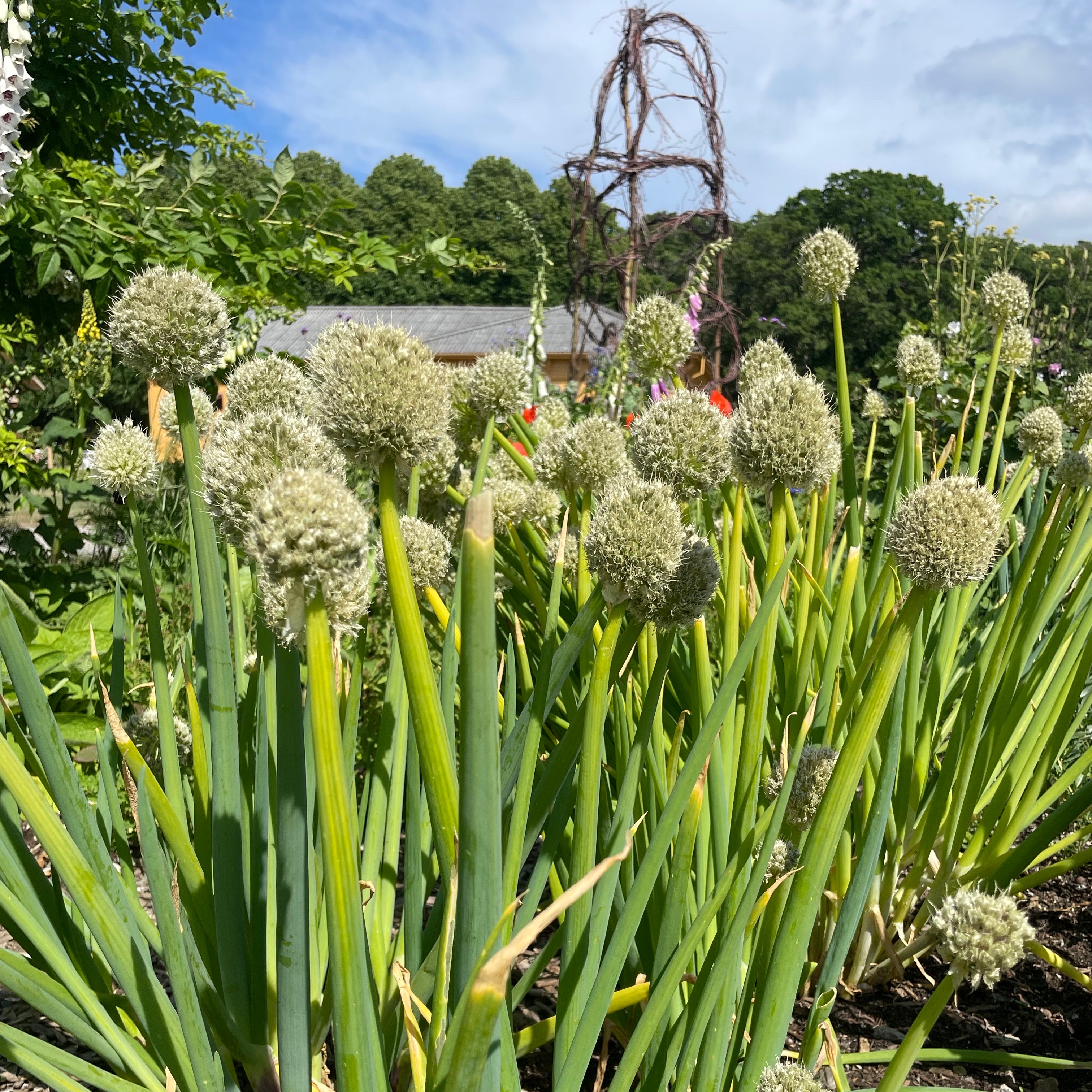 frø kinesisk gresløk