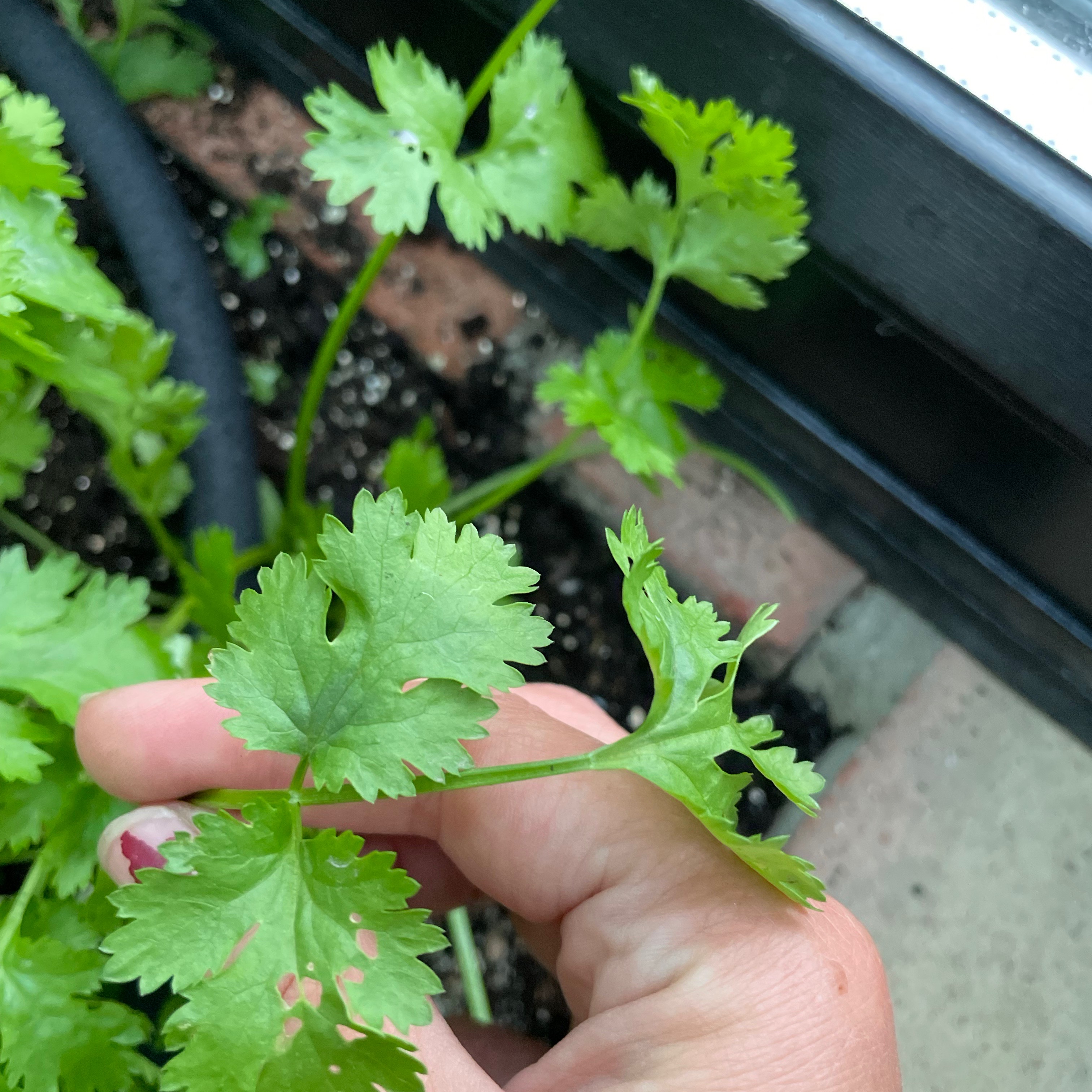 Koriander 'Calypso Cut & Come Again'