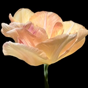 Tulip 'Charming Lady', 5 stk