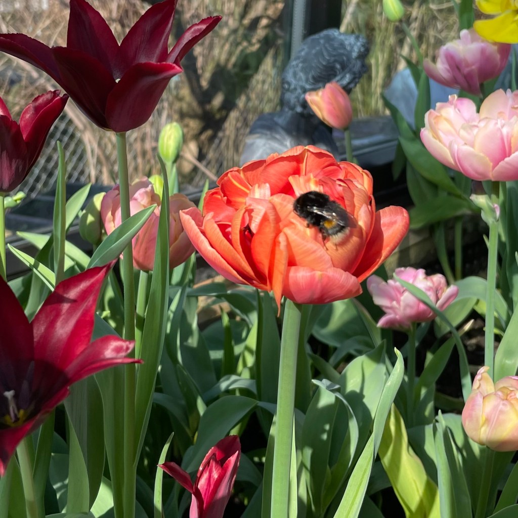 Fargerikt blomsterbed med tulipaner i ulike farger, inkludert dype røde og lyse rosa, med en bumblebee som samler nektar fra en oransje tulipan.