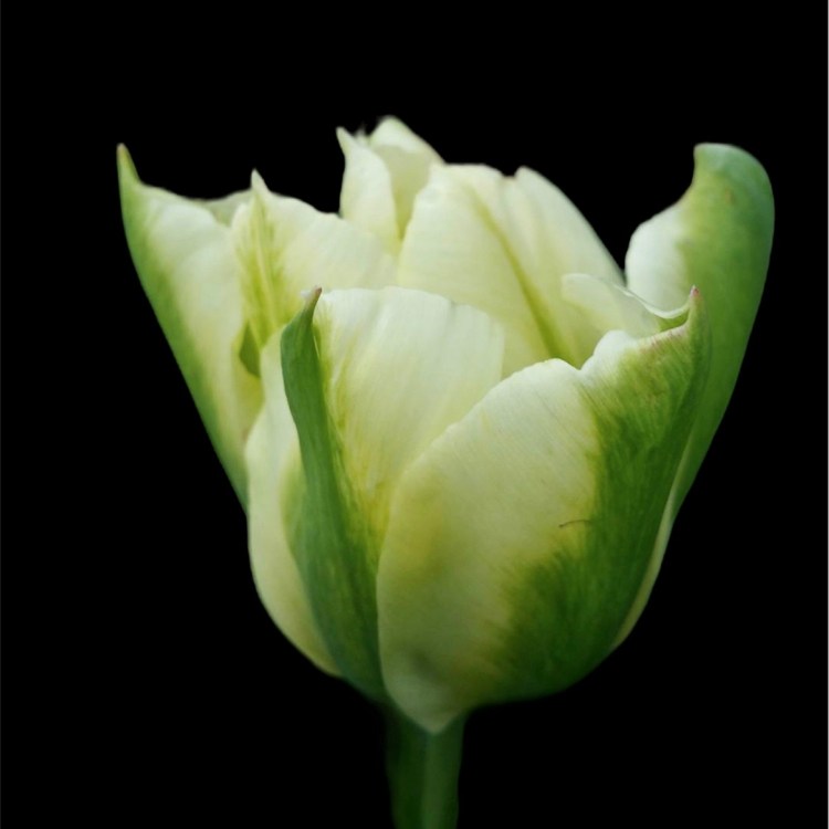 grøn og hvit tulipan