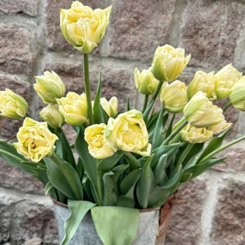 Tulip 'Verona', 7 stk