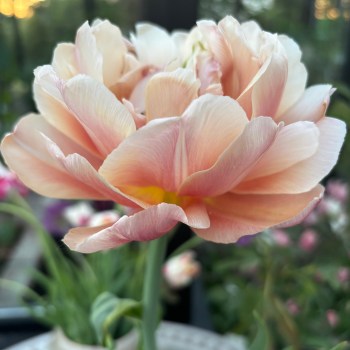 Tulip 'Copper Image', 5 stk