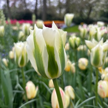Tulip 'Spring Green', 7 stk