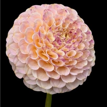 Dahlia 'Ping pong'