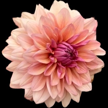 Dahlia 'Sturm Sweet Maria'