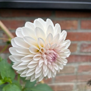 Dahlia 'Tahoma Stellar Fellar'