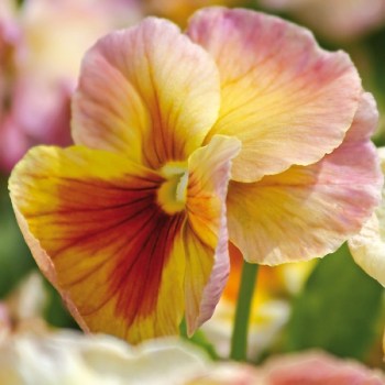 Dyrke stemorsblomster