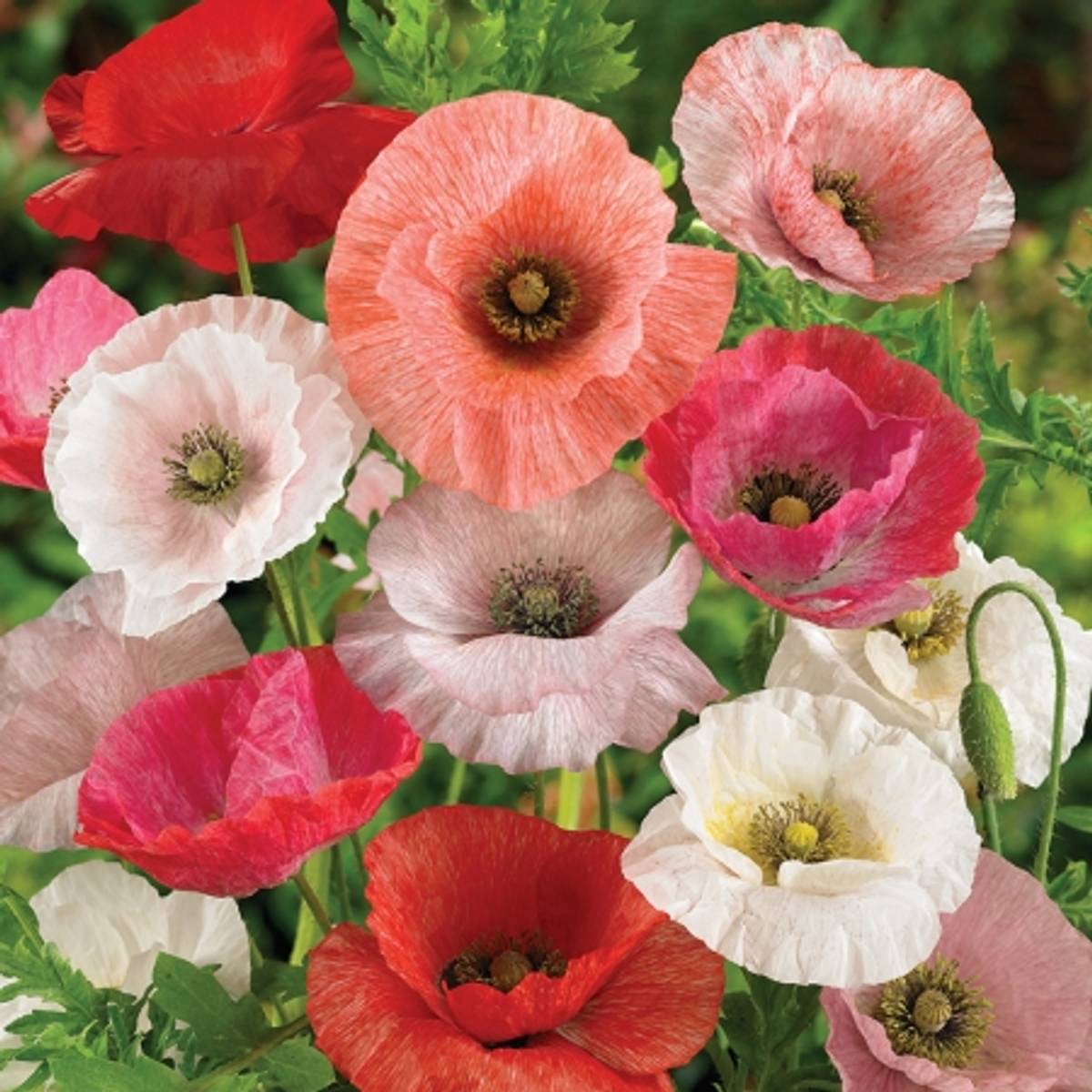 hvordan dyrke valmue