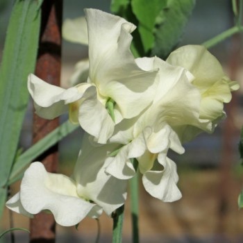 Dyrke Erteblomst