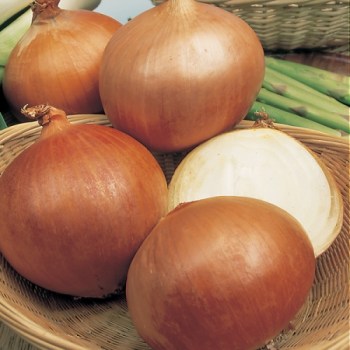 Gul løk 'Armstrong', F1