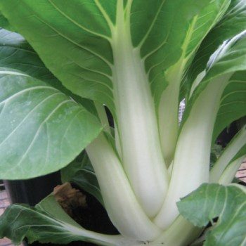 Pak Choi 'Macau', F1