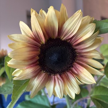 Solsikke 'Pro Cut Lemon Bicolour'