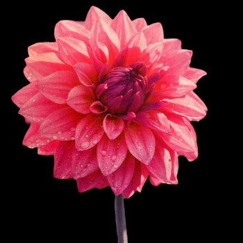 knall rosa dahlia