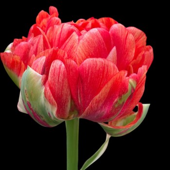 Tulip 'Gudoshnik', 7 stk