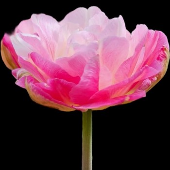 Tulip 'Double Sugar', 7 stk