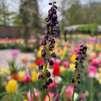 Persiakrone -Fritillaria persica - 1 stk