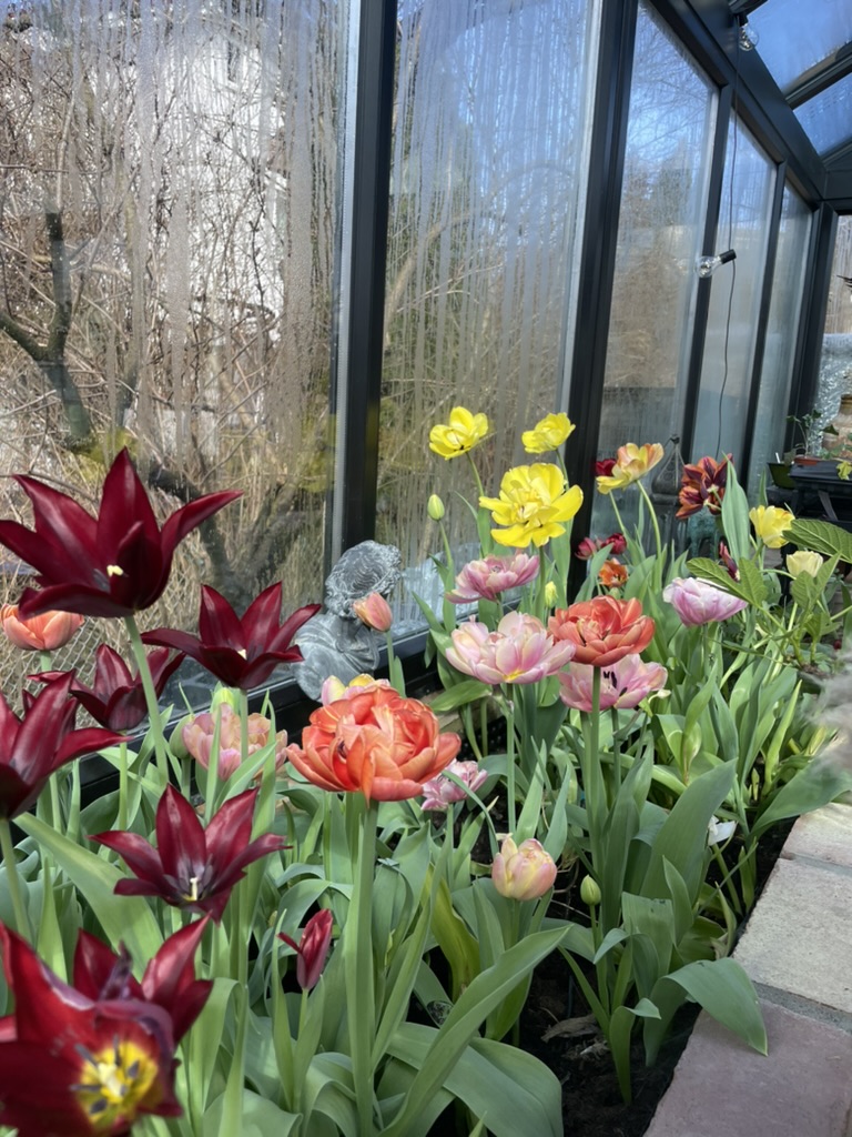 En blomstrende samling av tulipaner i forskjellige farger, inkludert rød, rosa og gul, i et drivhus med tåkete vinduer i bakgrunnen.