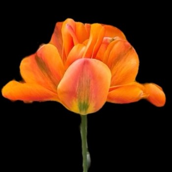 oranje tulipan