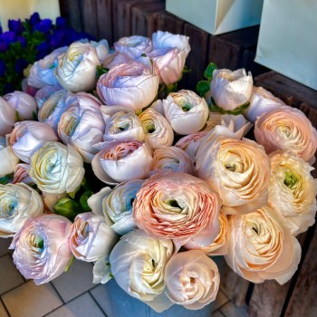 Ranunkler 'Aviv Pink', 10 stk