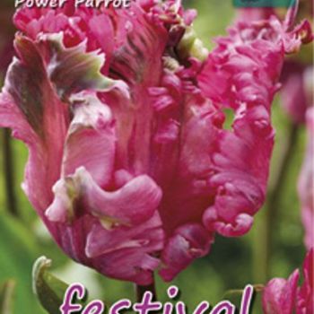 Tulip 'Super Parrot', 7 stk