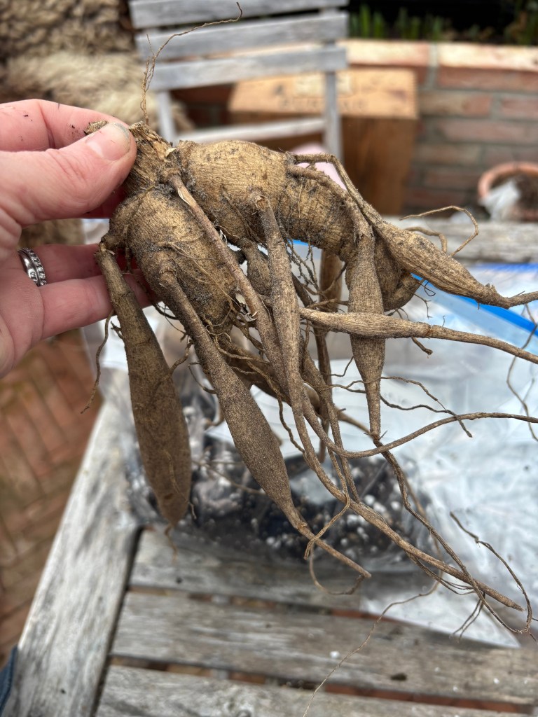 dyrk georgine i plastpose