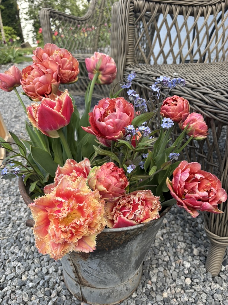 En rustikk metallbøtte med variert fargepryd av tulipaner, inkludert frodige, frangeblomster i nyanser av rosa og oransje, sammen med små blåglemte blomster, plassert på en gruslagt bakgård med en flettet hagemøbel i bakgrunnen.