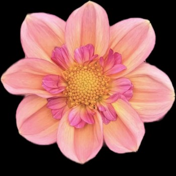 Dahlia 'Campus Nature Metier'