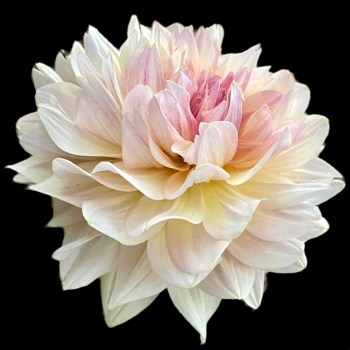 Dahlia 'Joel's favourite'