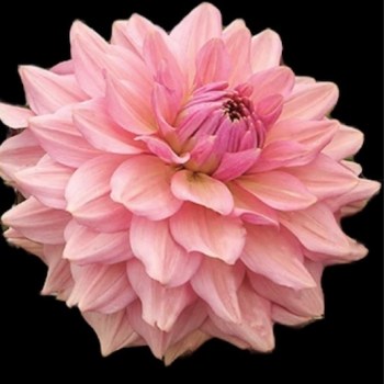 Dahlia 'La belle epoque'